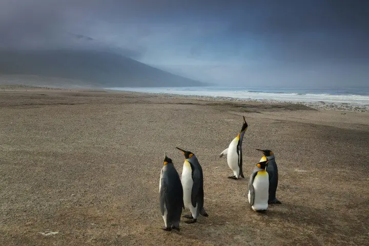 Falkland Pinguine
