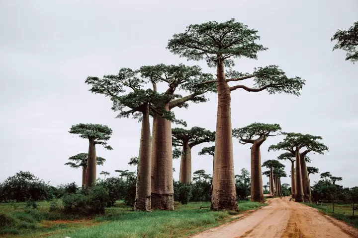 Madagaskar Westen