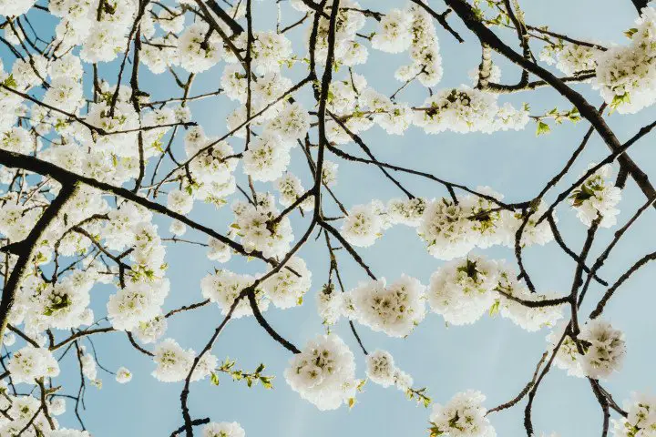Belgien April Blüten