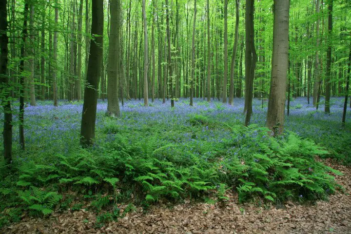 Hallerbos